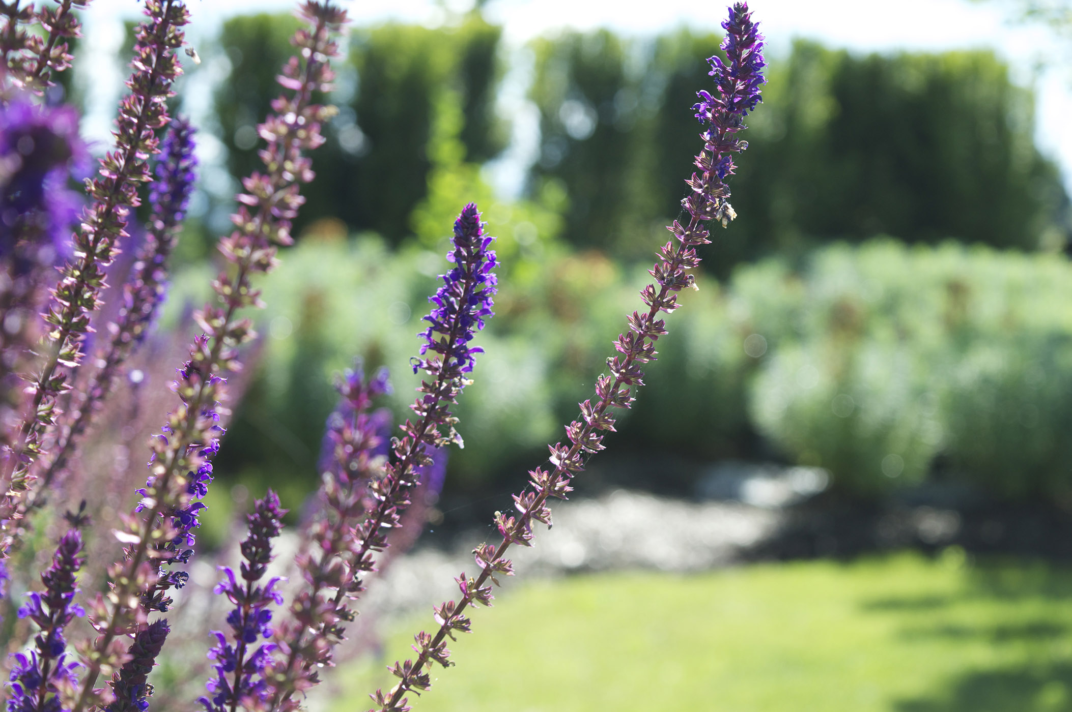 landscaping abbotsford